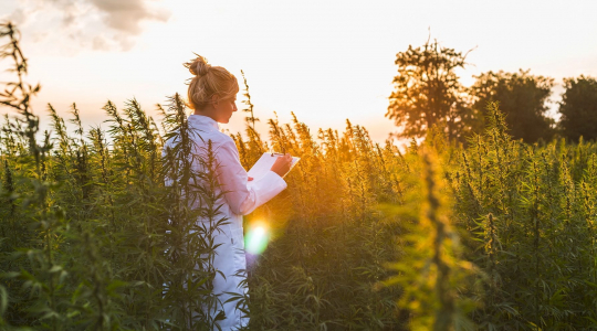 CBD (CANNABIDIOL) – WISSENSWERTES