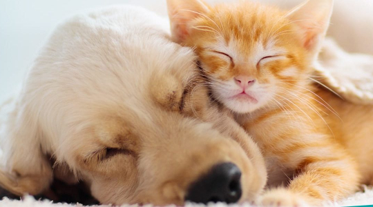 CURCUMIN FÜR HAUSTIERE